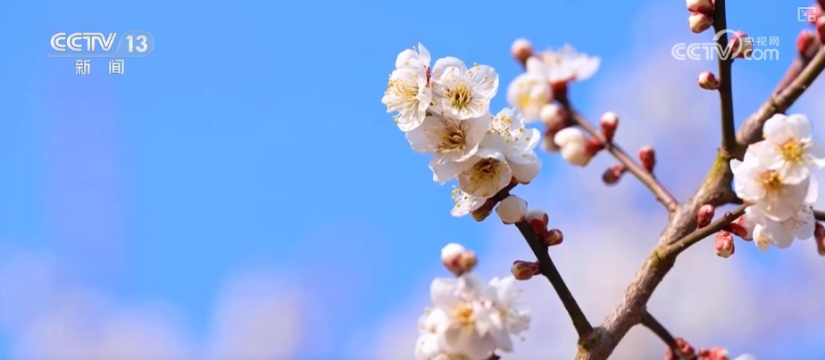 鲜花争“鲜”绽放带暖美丽经济 “赏花+”扮“靓”经济新增长点