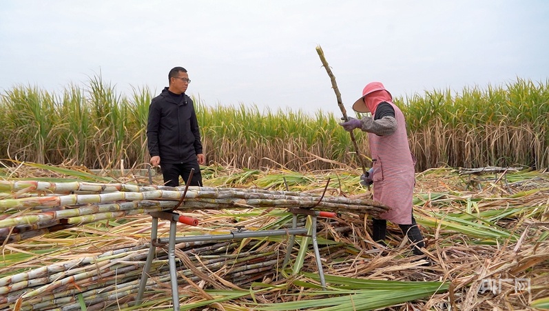 【牢记嘱托·看见美好中国】让乡亲们的生活像甘蔗一样甜蜜