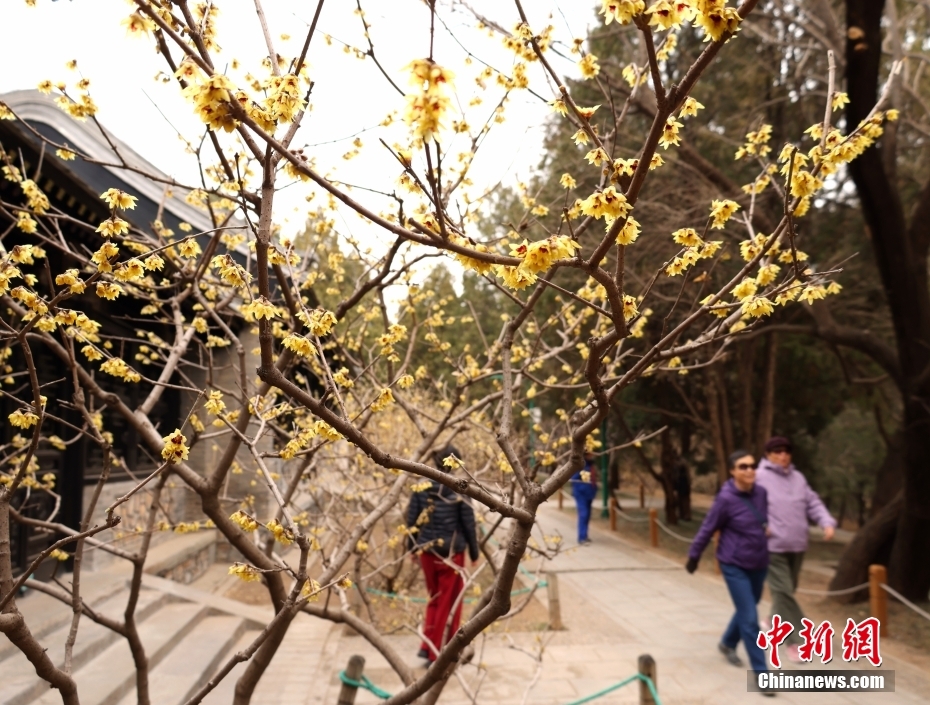 北京：颐和园蜡梅芬芳迎春来