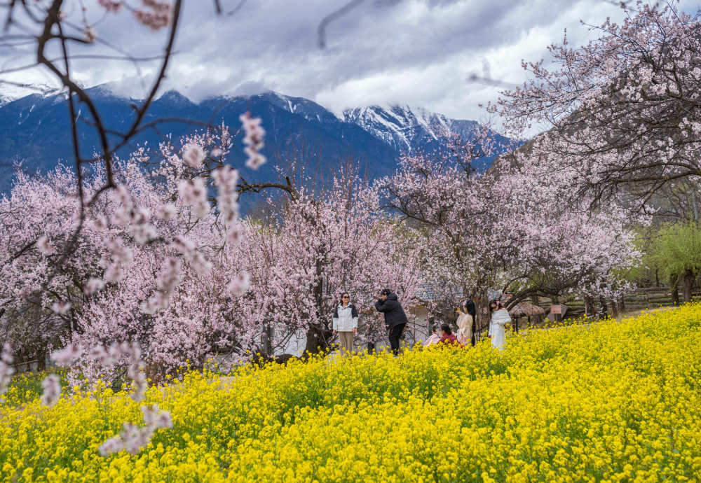两会现场速递|今天的西藏,处处充满着生机活力 两会现场速递|今天的西藏,处处充满着生机活力