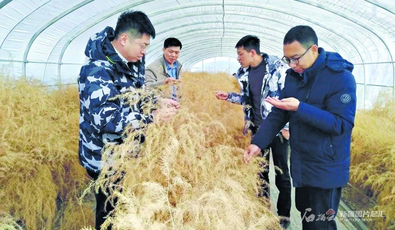 开年冲刺画新卷——新疆大地上的援疆春景图