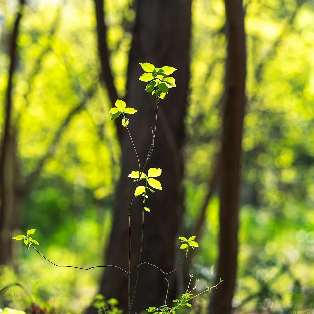 春日花粉飘，过敏早预防 | 时令节气与健康