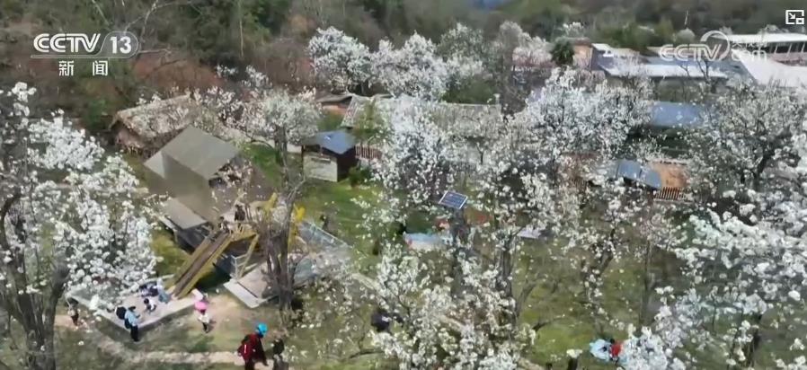 春暖花开景如画 多地赏花游激活乡村旅游经济