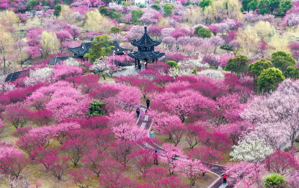 “颜值”变“产值” “赏花+”催动文旅消费活力