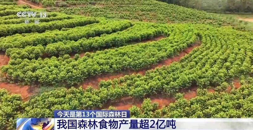 我国森林食物去年产量超2亿吨 成第三大重要农产品