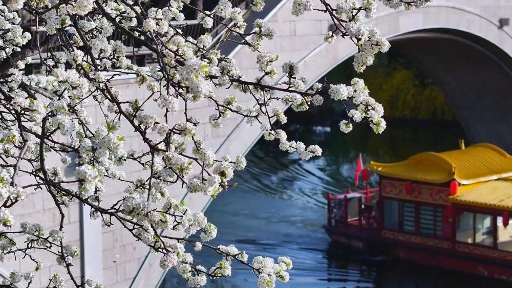 新华全媒＋|芳草寄思念——清明假期见闻