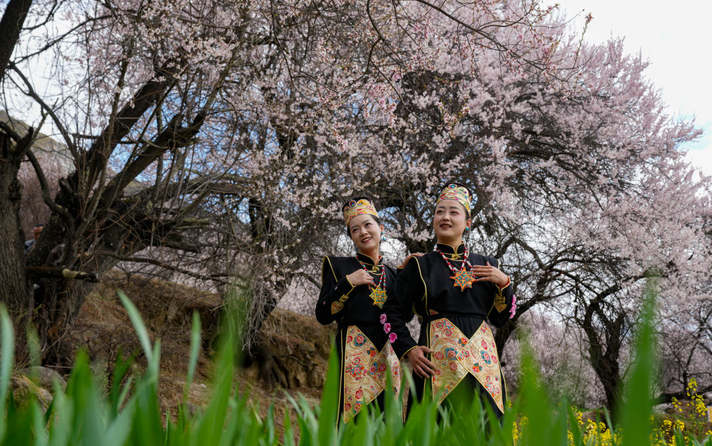 灼灼桃花织就高原生态画卷