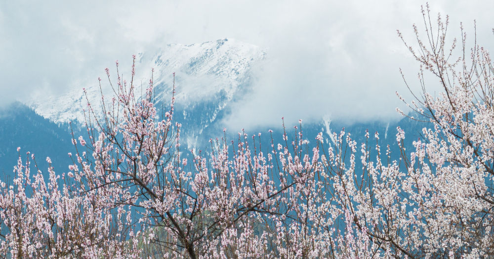 灼灼桃花织就高原生态画卷