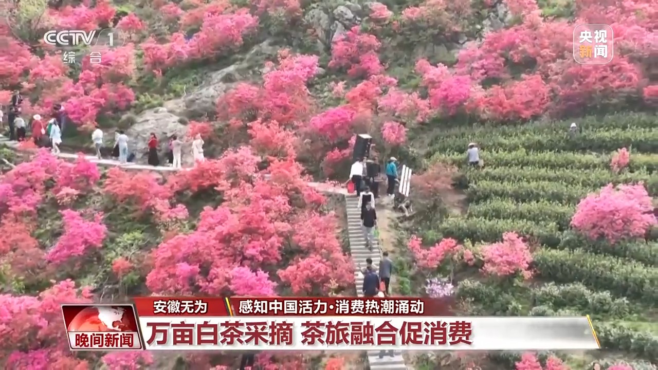 茶区变景区、森林开派对……消费场景“花样”上新！