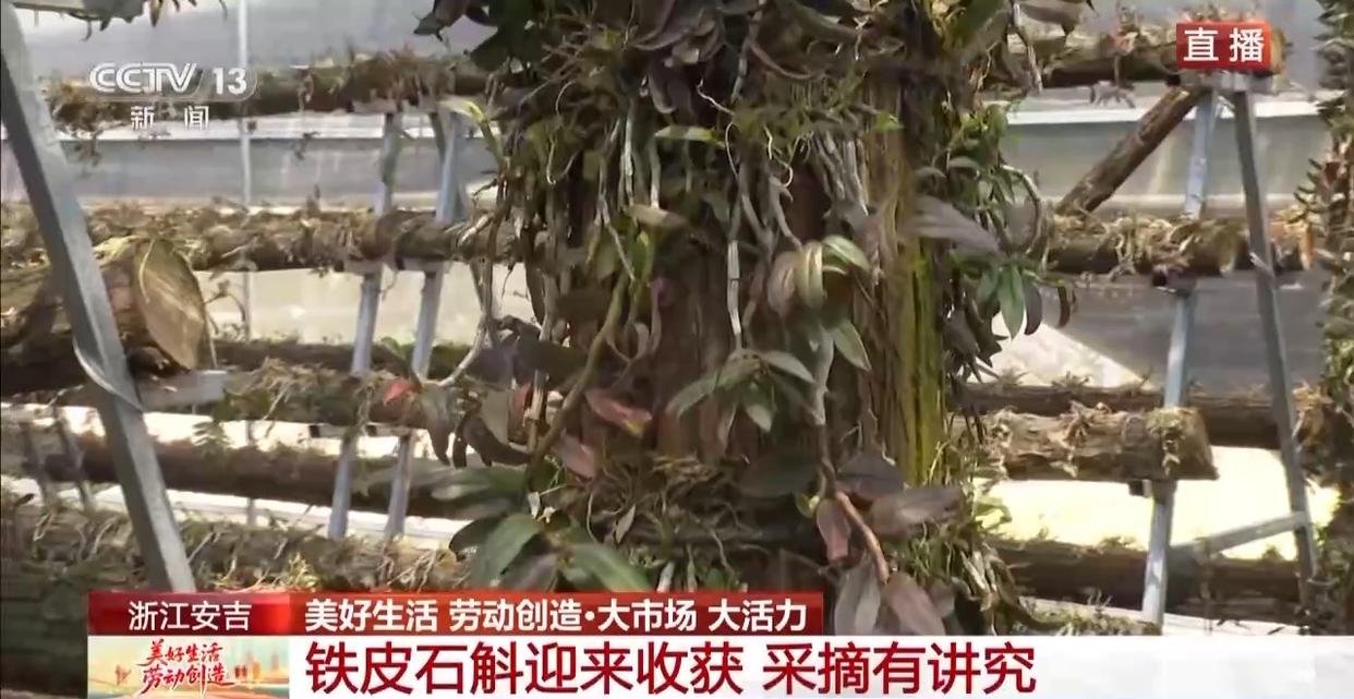 大市场 大活力丨为何要在树上种铁皮石斛？这里石斛“上树”林下“生金”