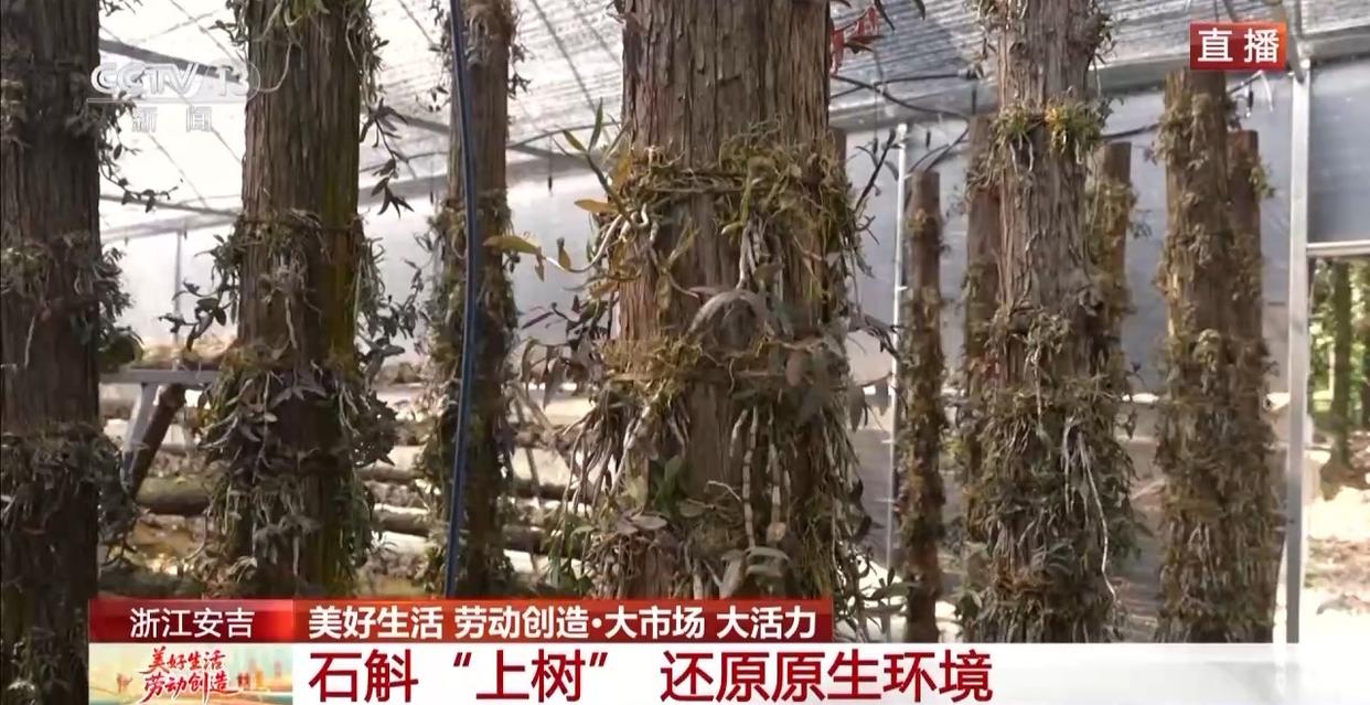 大市场 大活力丨为何要在树上种铁皮石斛？这里石斛“上树”林下“生金”