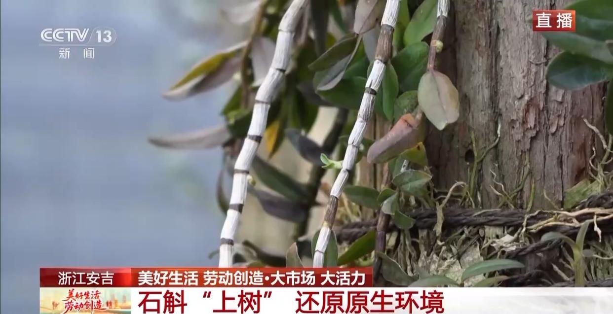 大市场 大活力丨为何要在树上种铁皮石斛？这里石斛“上树”林下“生金”