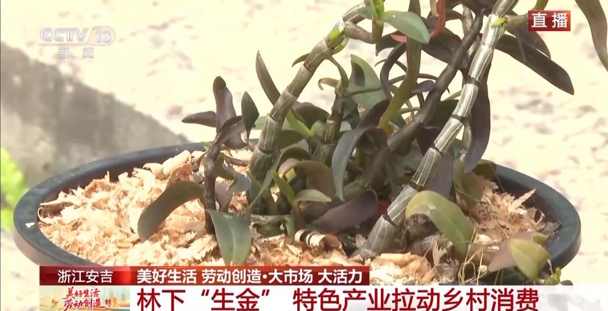 大市场 大活力丨为何要在树上种铁皮石斛？这里石斛“上树”林下“生金”