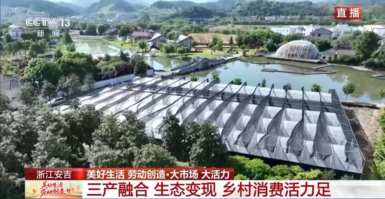 大市场 大活力丨为何要在树上种铁皮石斛？这里石斛“上树”林下“生金”