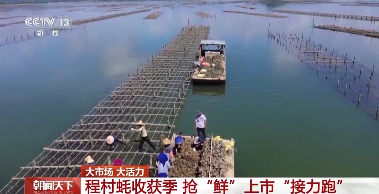 大市场 大活力丨“五一”假日餐桌海鲜热度揭秘 生蚝如何抢“鲜”出发？