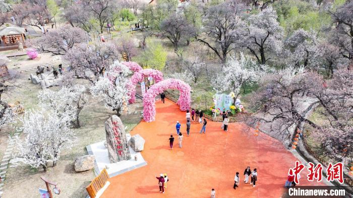 （乡村行·看振兴）400年“红杏遗村”旅游热：阴山脚下“杏”福满园