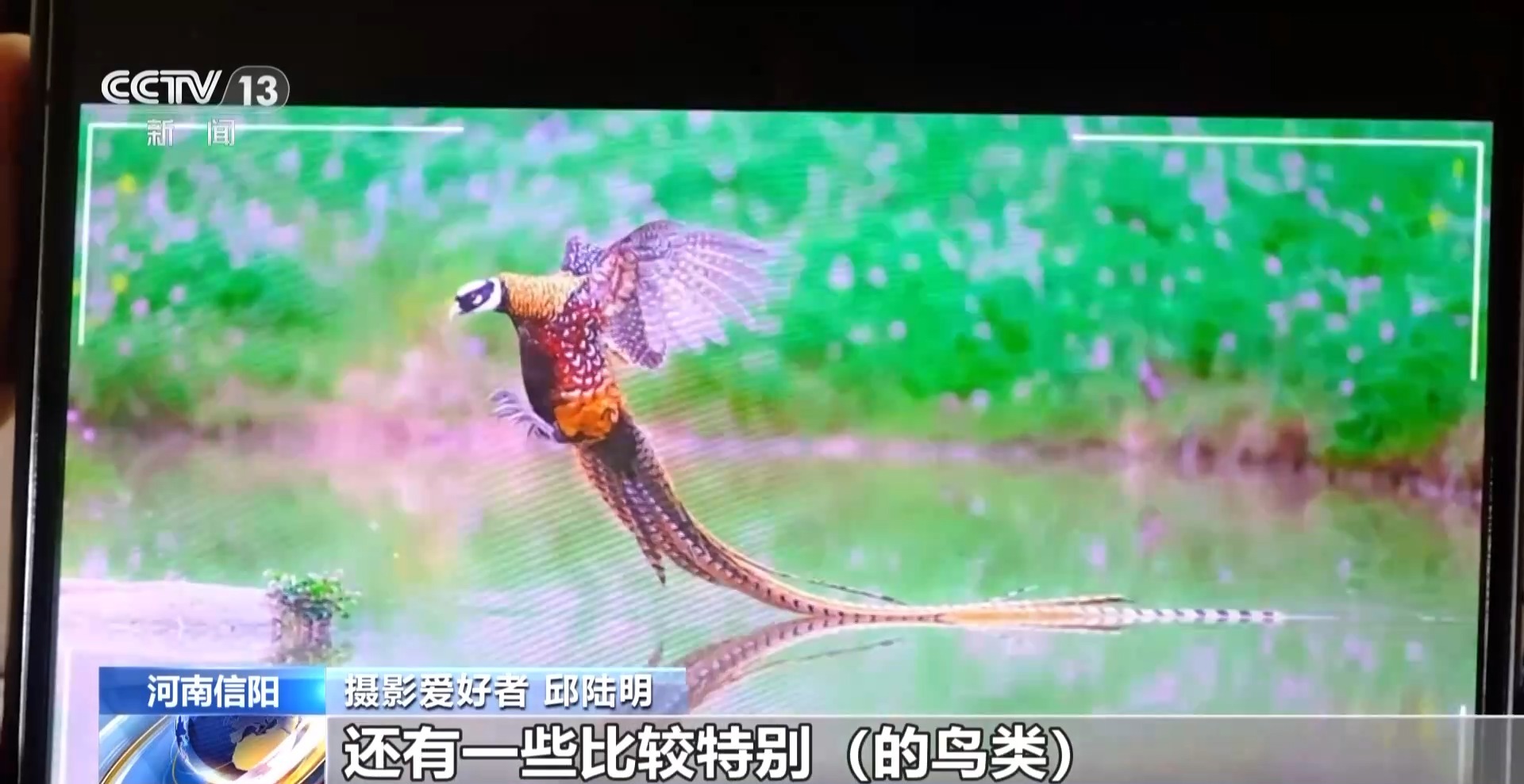 公园长满“打鸟”大爷 银发一族助力小城“观鸟经济”