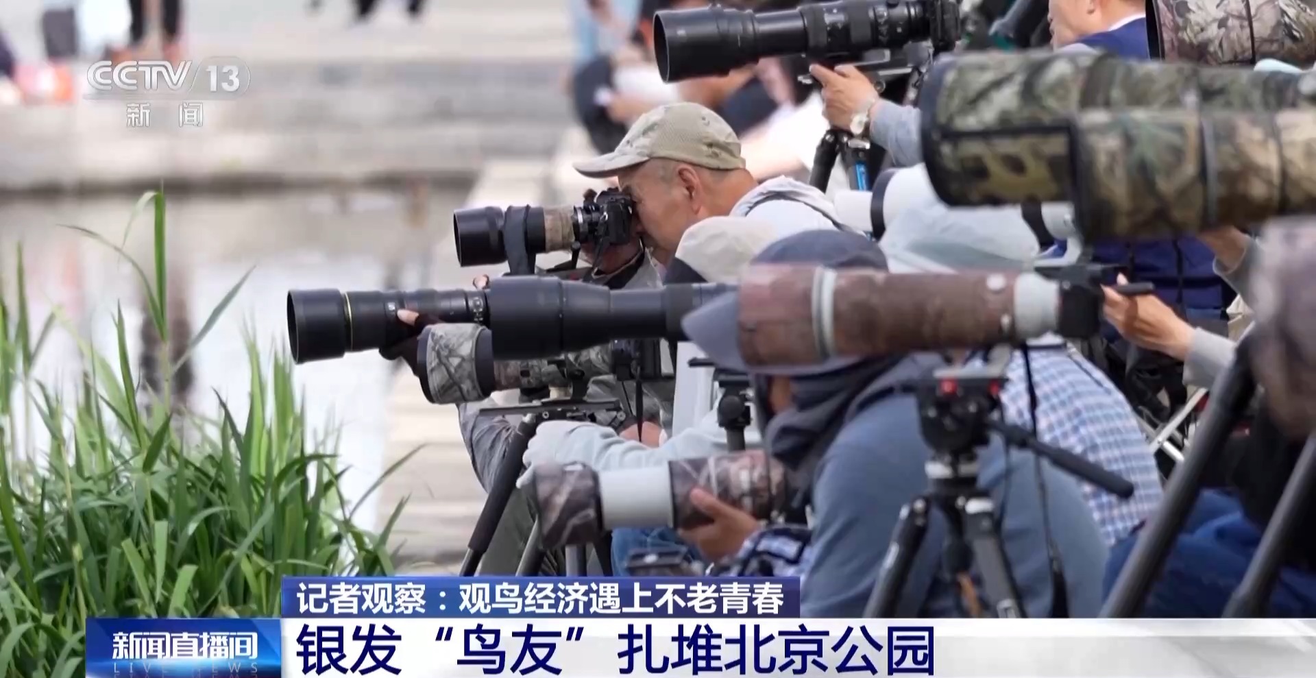 公园长满“打鸟”大爷 银发一族助力小城“观鸟经济”