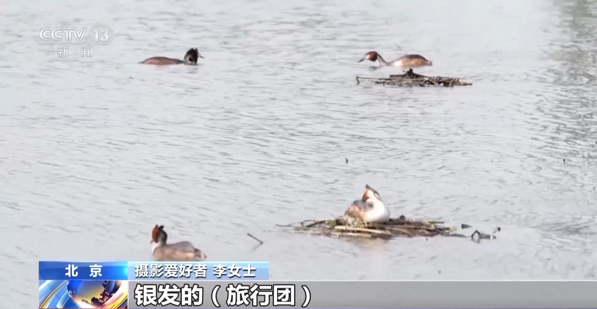 公园长满“打鸟”大爷 银发一族助力小城“观鸟经济”