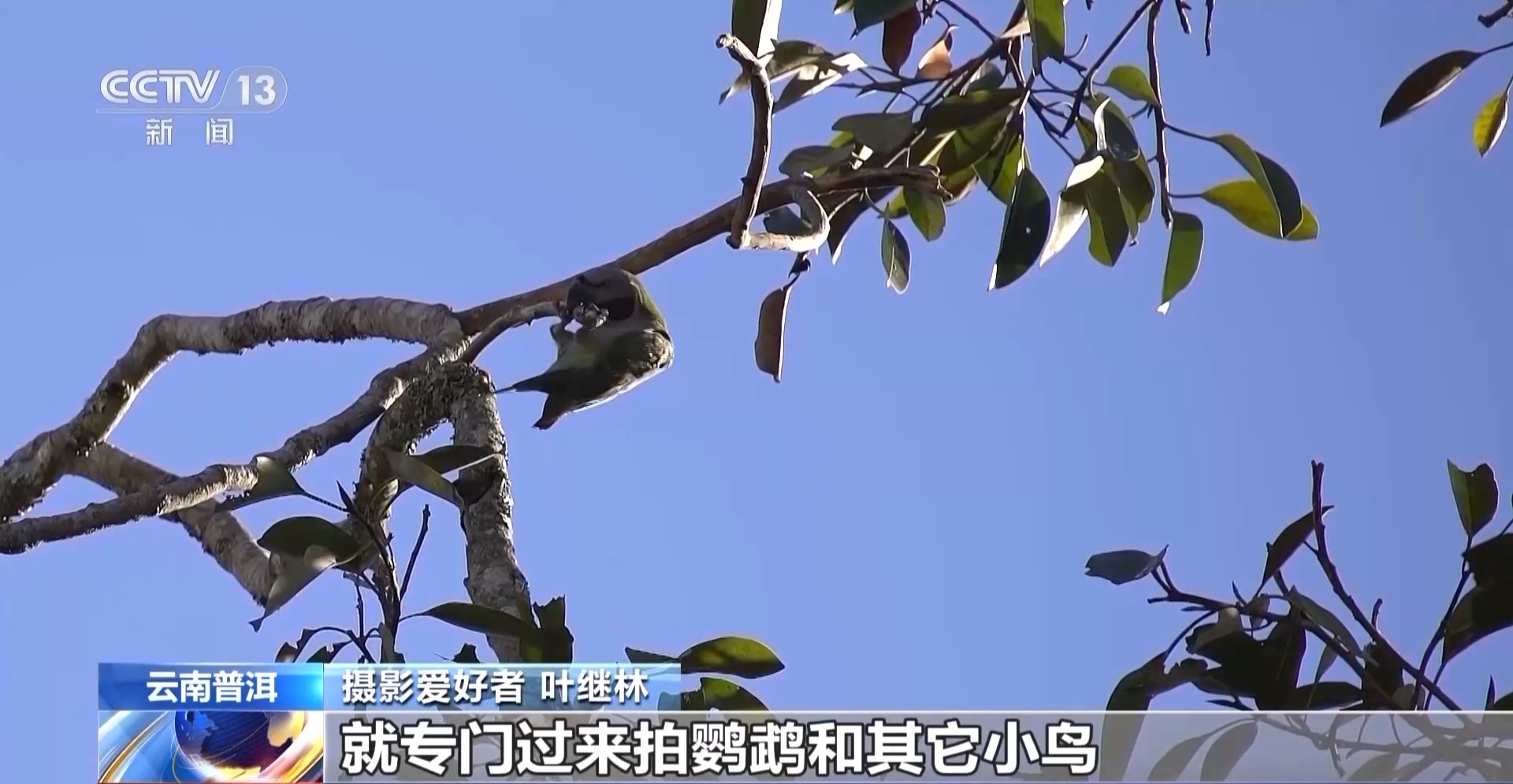 公园长满“打鸟”大爷 银发一族助力小城“观鸟经济”