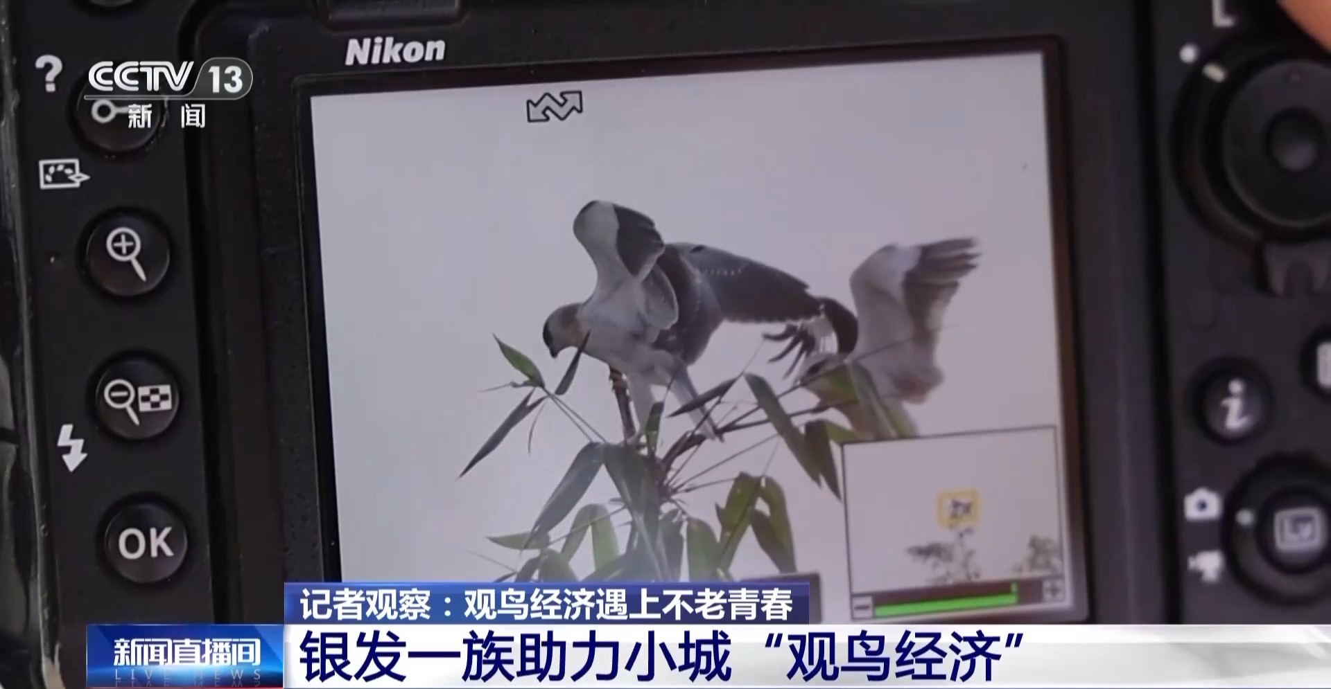 公园长满“打鸟”大爷 银发一族助力小城“观鸟经济”