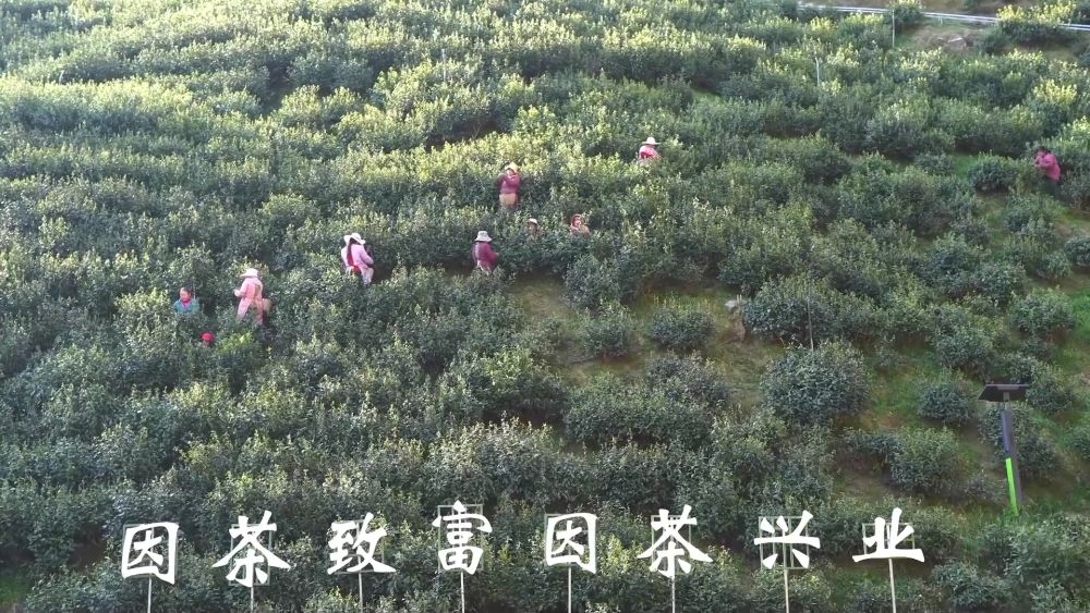 新华视点｜乡村蝶变交响曲