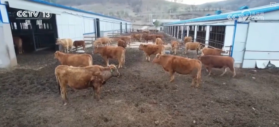 构建现代饲草产业 做好饲料“文章” 更好保障国家粮食安全与重要农产品供给