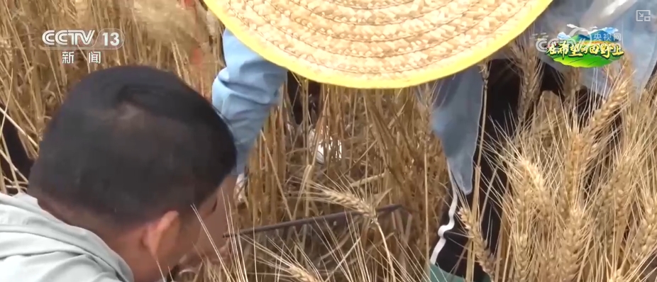 农业生产有“智”又有“质” 硬核科技夯实丰收基础 开辟增产节本新途径