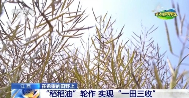 在希望的田野上丨东北春播进度近三成 一键查看各地农业生产进度条→