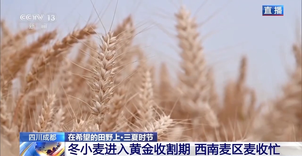 小麦也有“身份证” 丰收和播种在这里“同框”