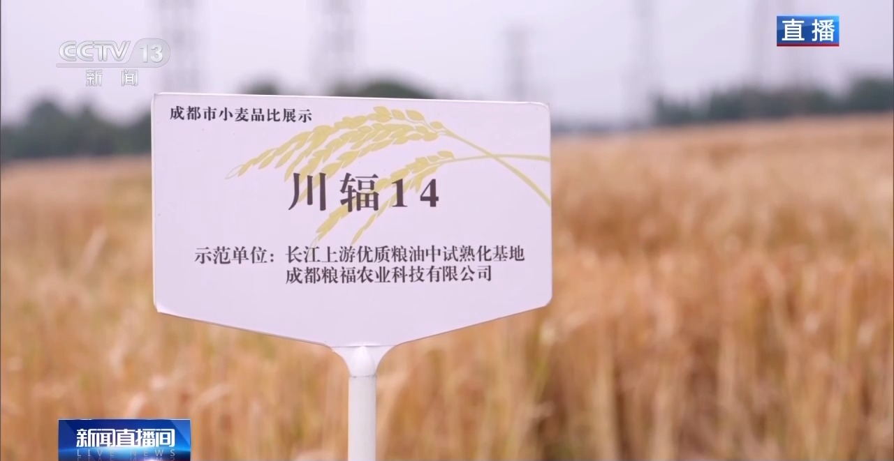 小麦也有“身份证” 丰收和播种在这里“同框”