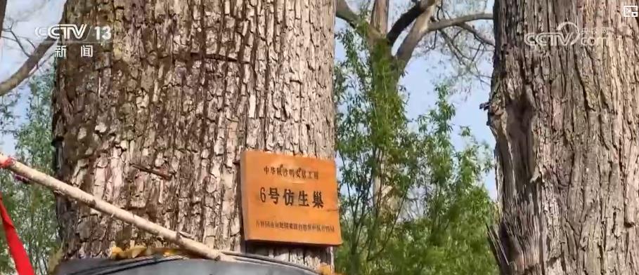 多举措绘就生态画卷：珍稀物种种群恢复 栖息地生机盎然