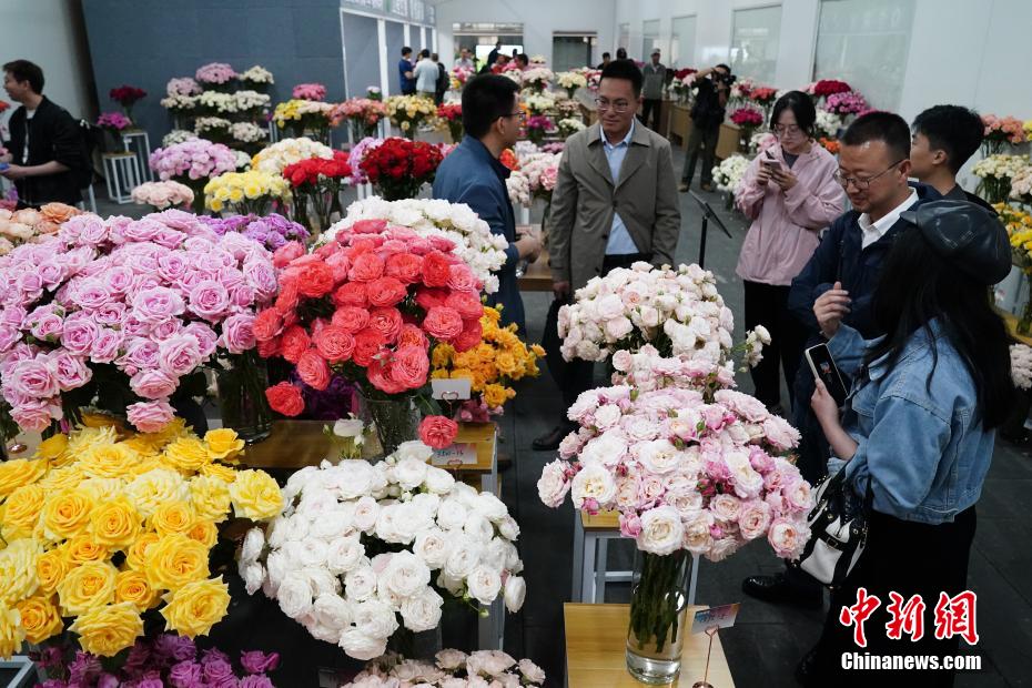千余个自主知识产权月季花新品种在昆明发布