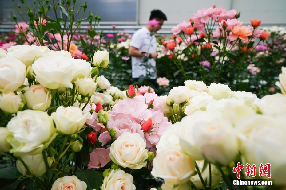 千余个自主知识产权月季花新品种在昆明发布