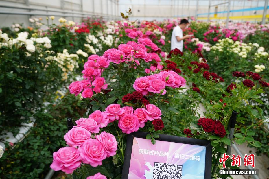 千余个自主知识产权月季花新品种在昆明发布