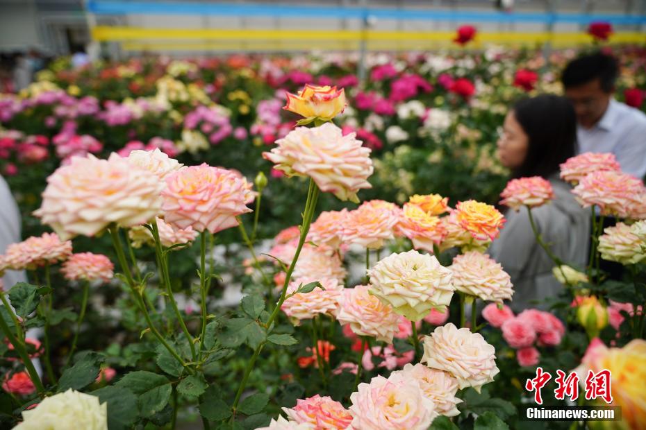 千余个自主知识产权月季花新品种在昆明发布