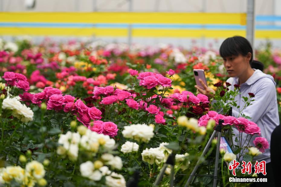 千余个自主知识产权月季花新品种在昆明发布