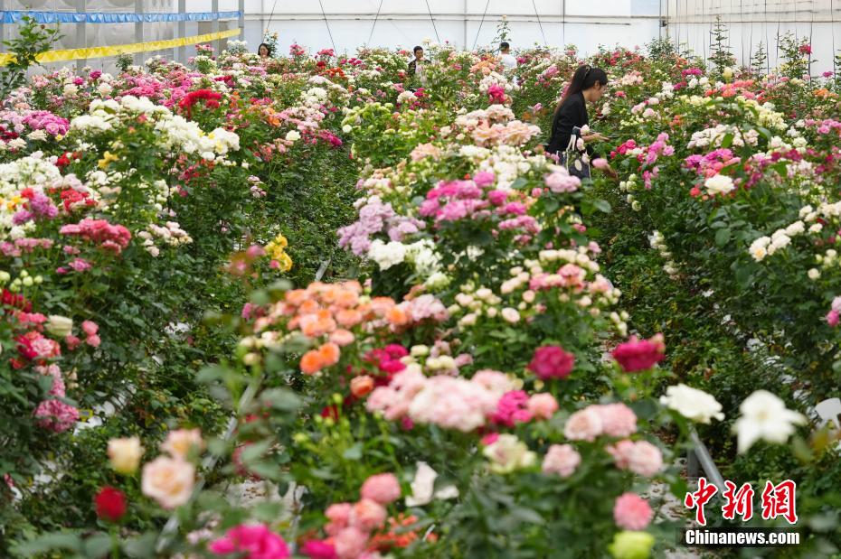 千余个自主知识产权月季花新品种在昆明发布