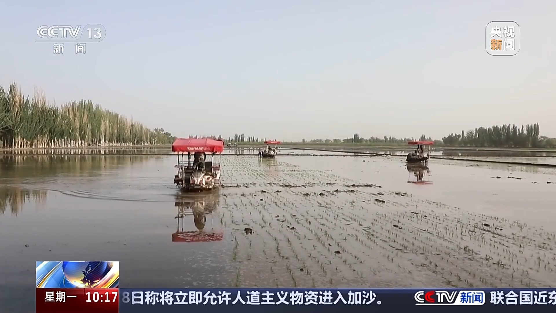 在希望的田野上丨沙漠里种水稻 靠的是什么“黑科技”？