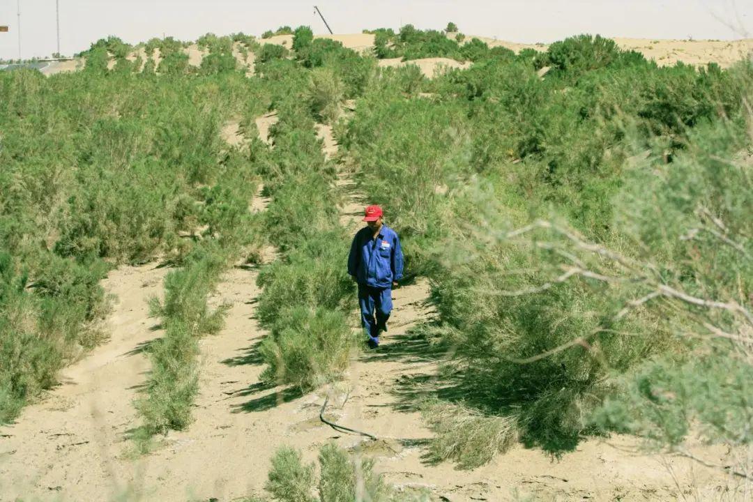 零碳！这条沙漠公路用“阳光”浇出绿洲