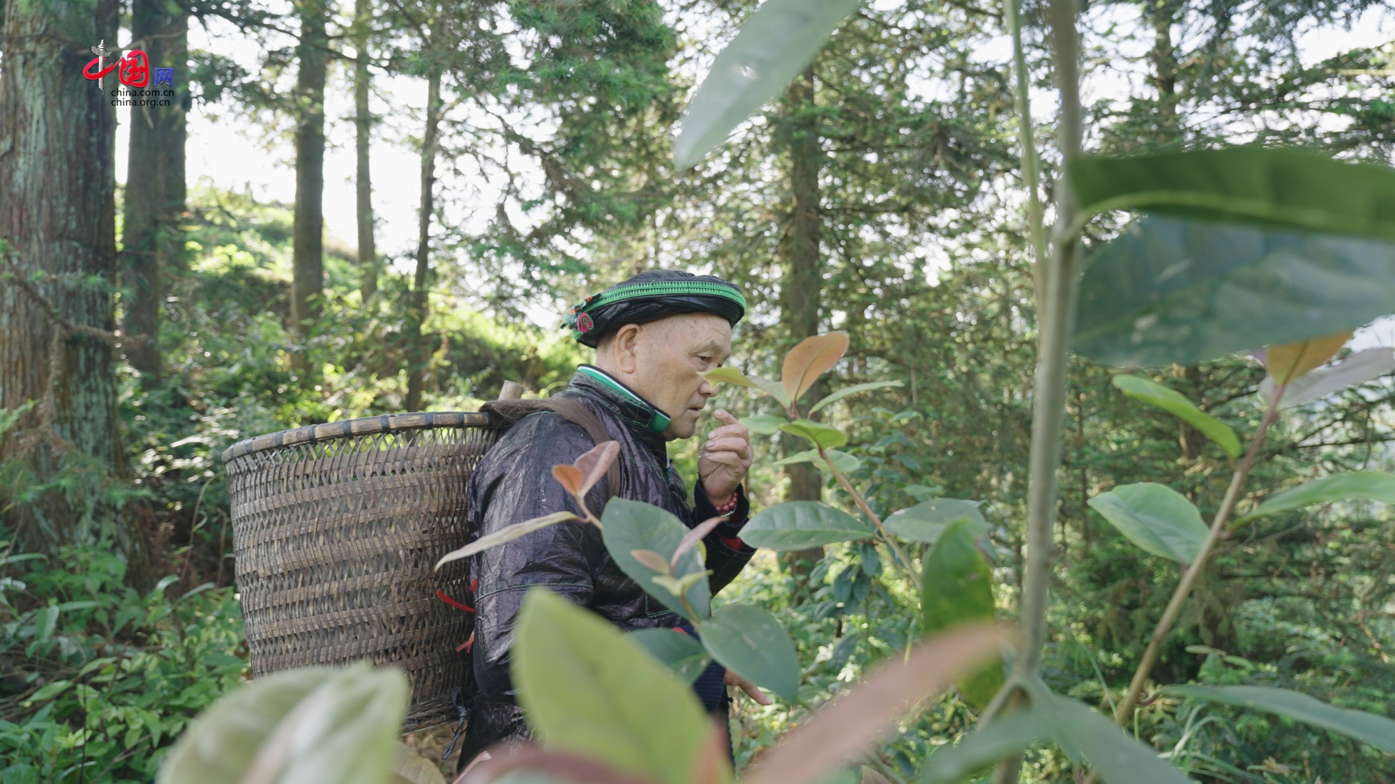 石榴籽·同心圆 | 瑶族：草药飘香入浴水，“非遗+”拓宽致富路