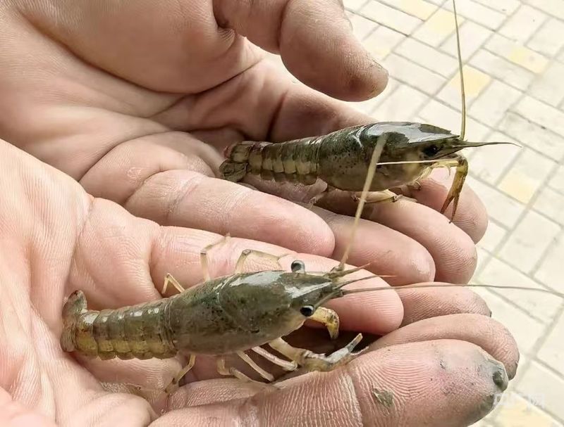 乡村振兴看内蒙古｜从“土里土气”到“虾里虾气” 一田双收模式火出圈