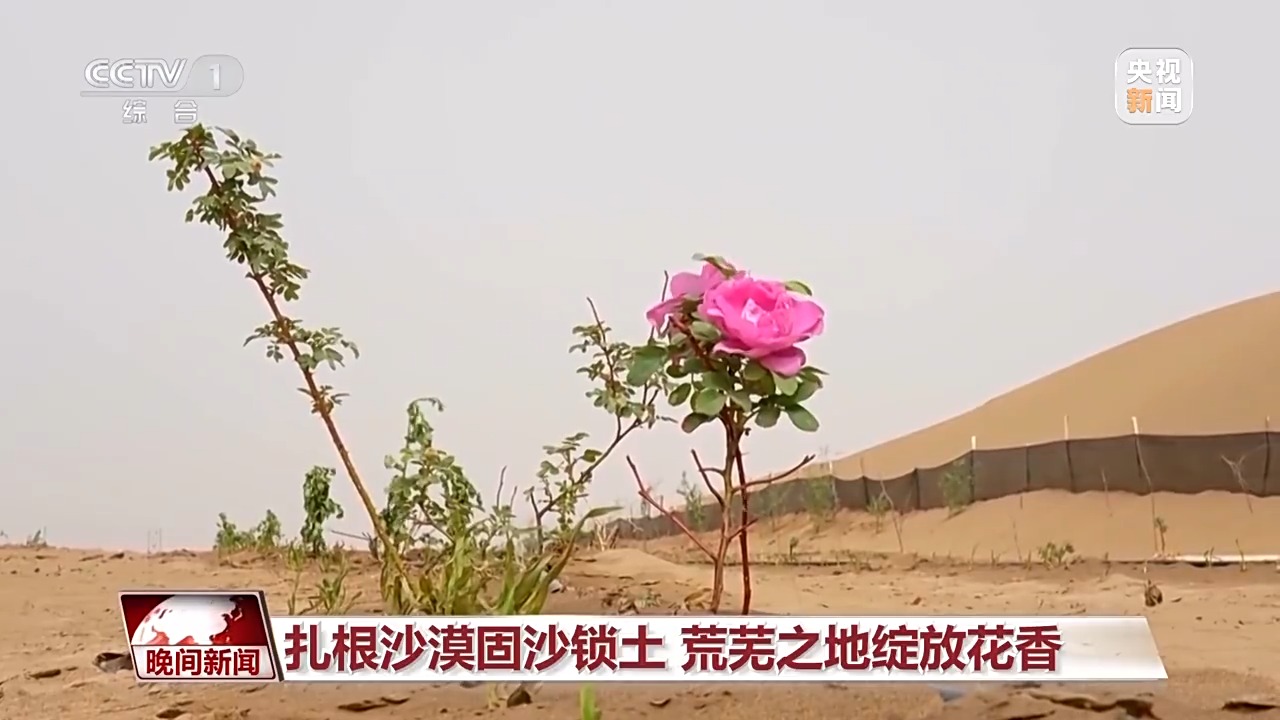 既防风固沙又助农增收 沙漠玫瑰带动多产业发展