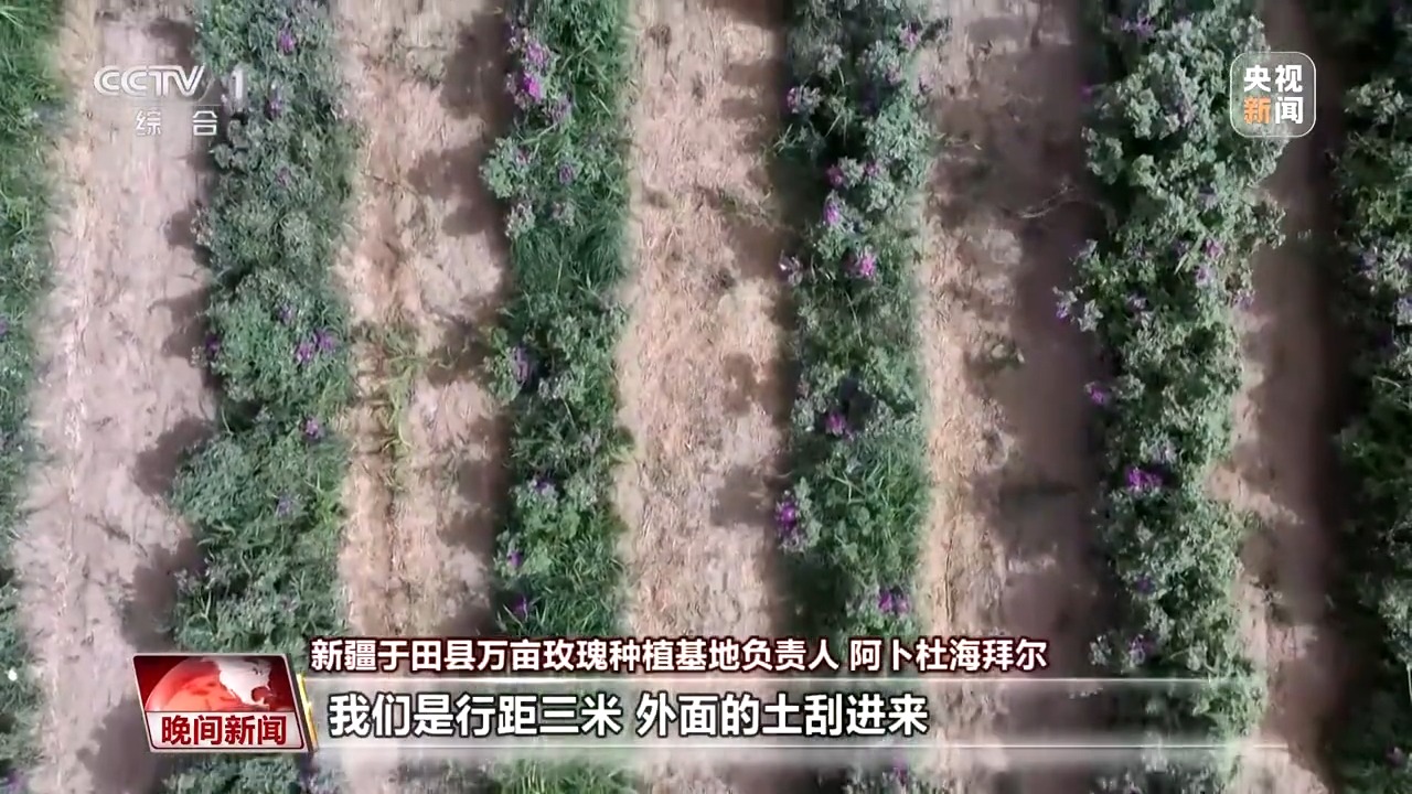既防风固沙又助农增收 沙漠玫瑰带动多产业发展