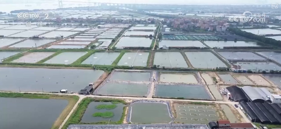 从“单打独斗”到“共赢共富” 特色产业创新发展蝶变成“金招牌”