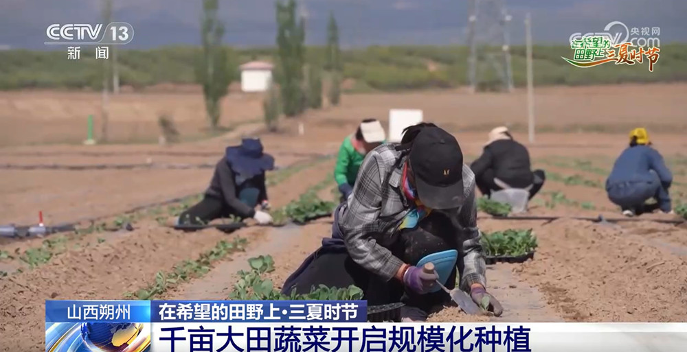农技护航、智慧种田 “三夏”时节各地都在抢农时 忙耕种