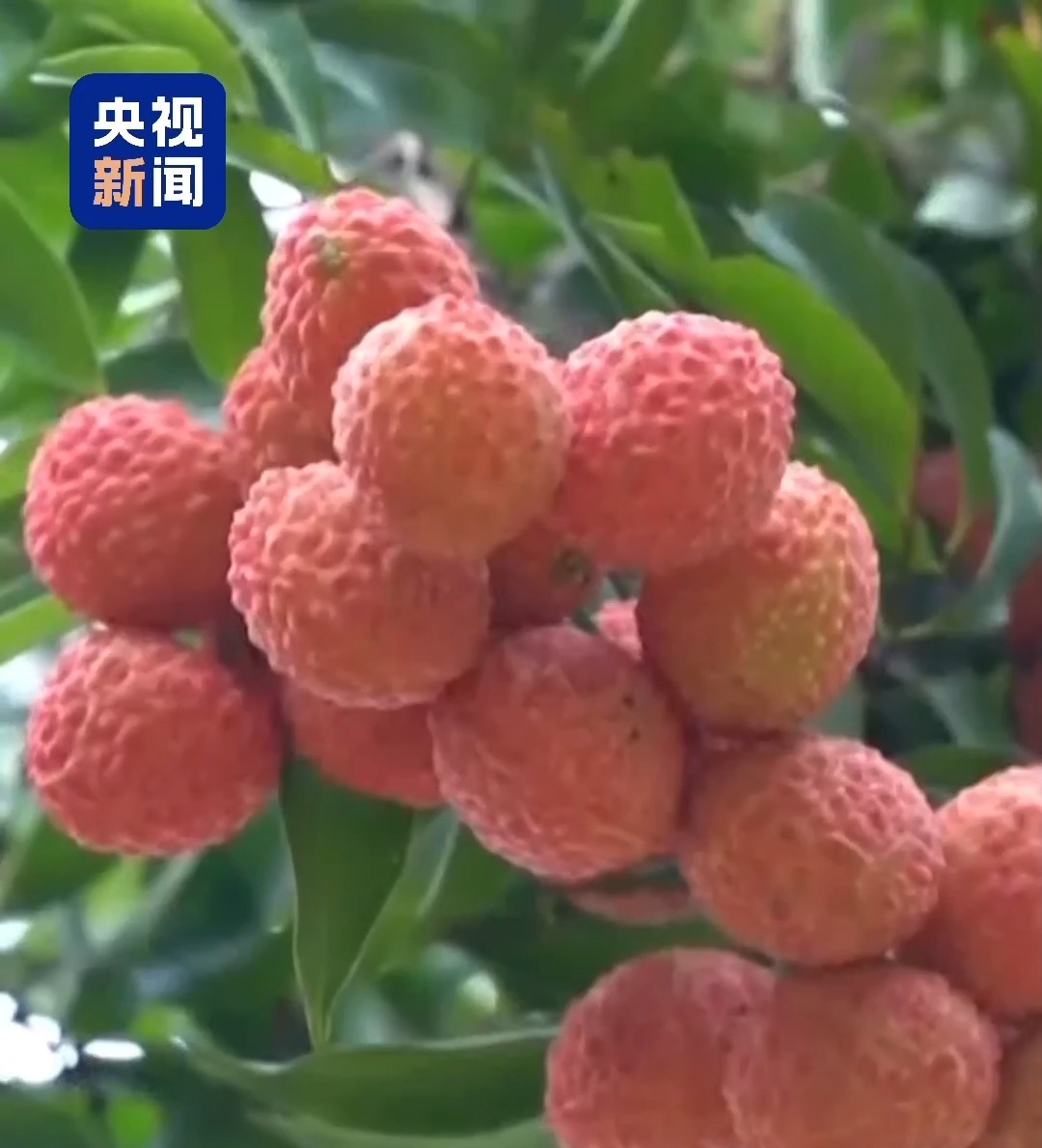 “粤”上新台阶丨水果千千万 广东人为何“独宠”荔枝？