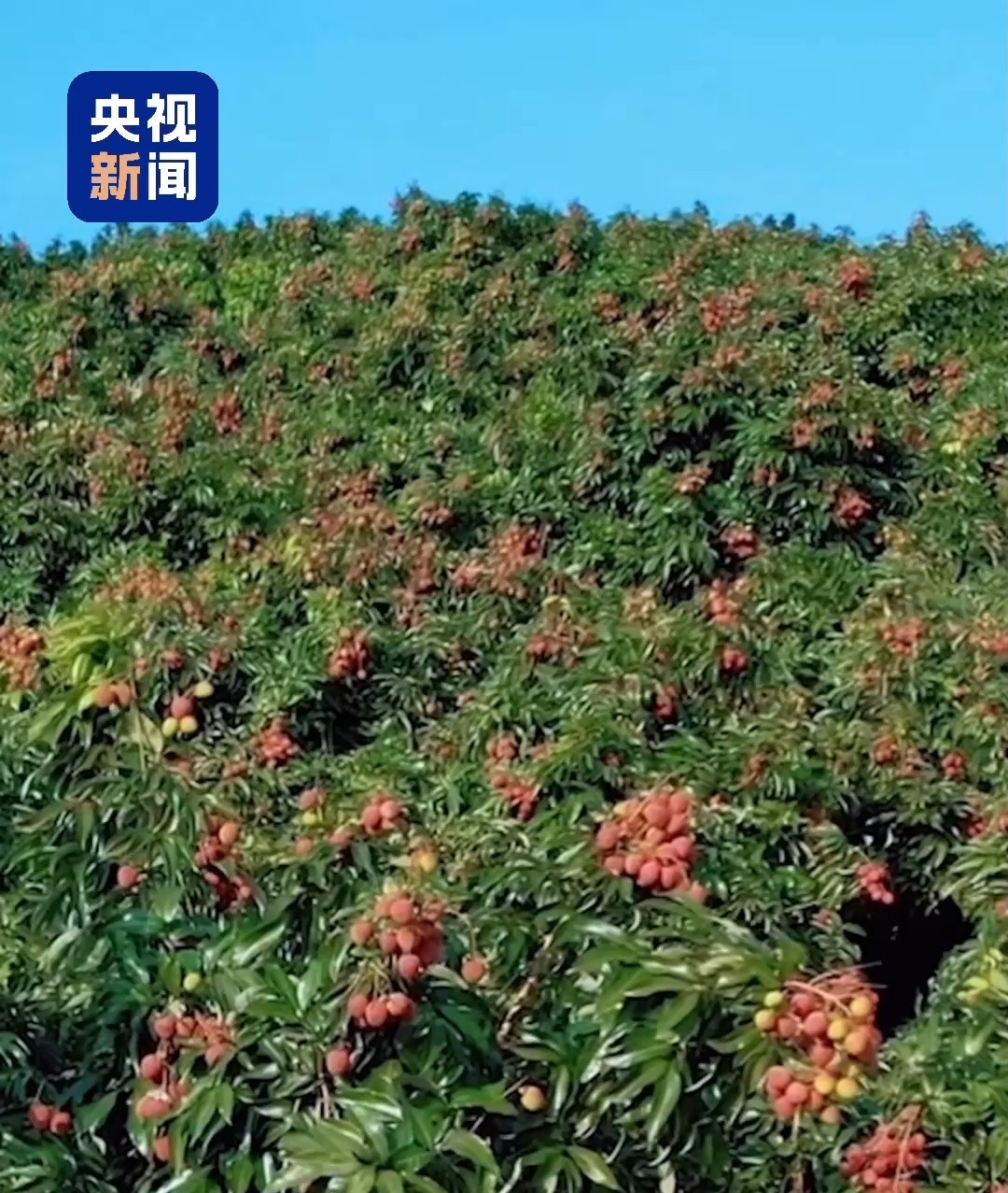 “粤”上新台阶丨水果千千万 广东人为何“独宠”荔枝？