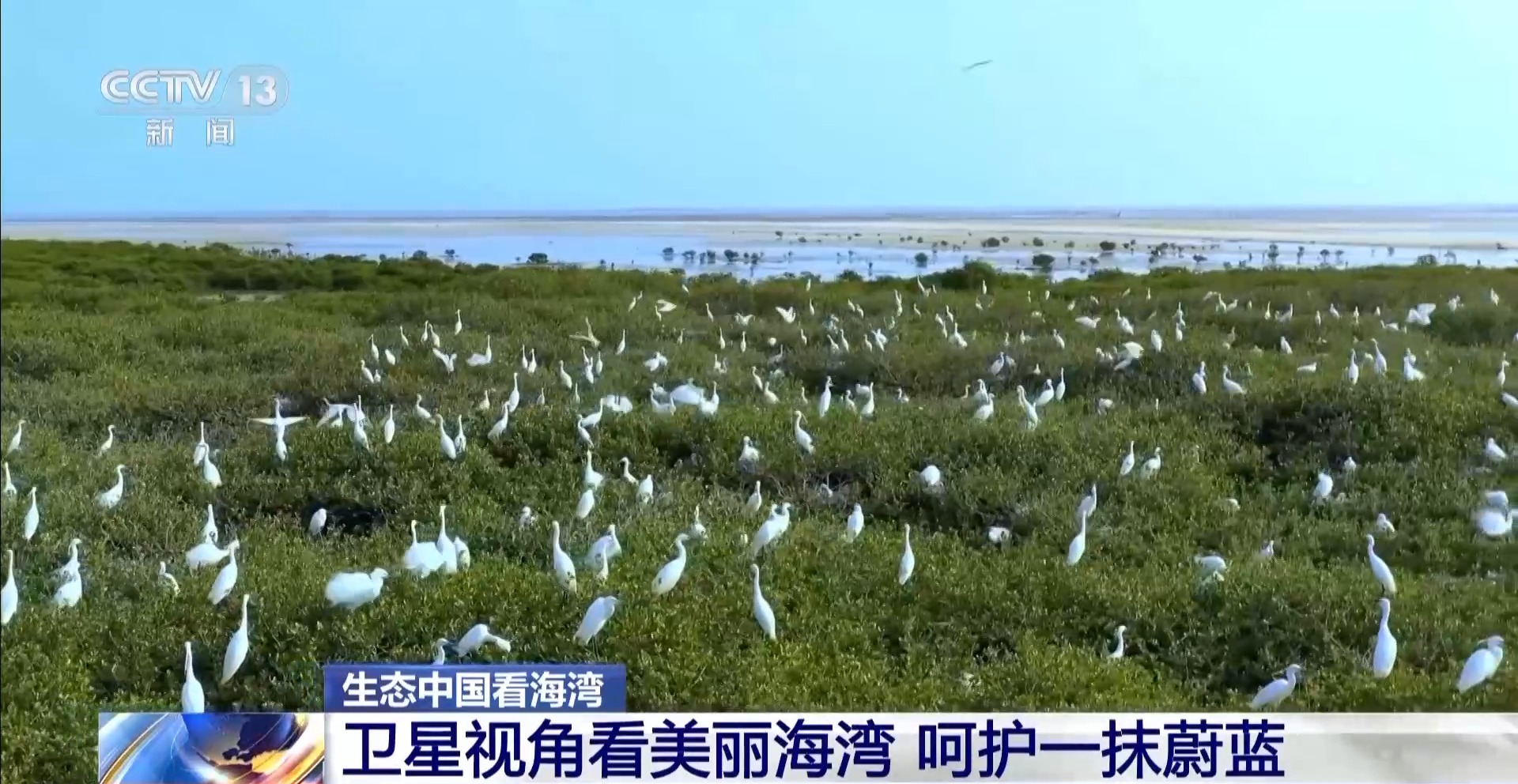 海湾“变美”关键在哪？看中国方案呵护一抹蔚蓝