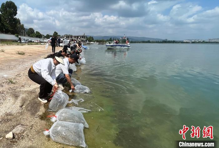 云南江川举行增殖放流活动 逾54万尾鱼游入星云湖